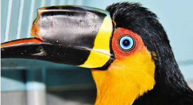 BBC: Mutilated toucan gets 3D-printed beak prosthesis