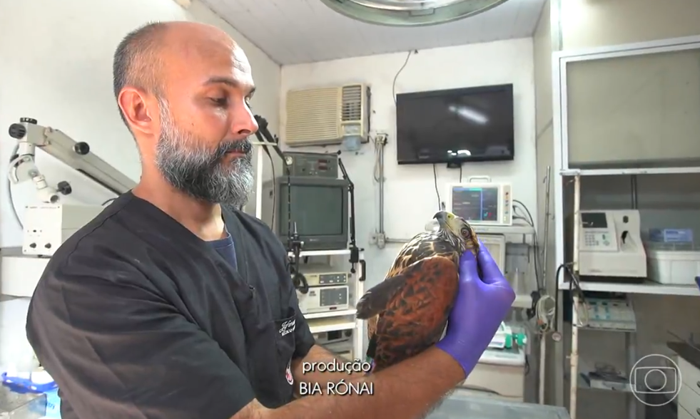 Instituto no Rio trata e reintroduz animais silvestres na natureza