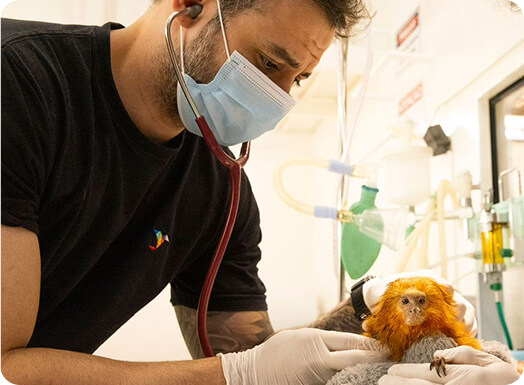 Centro de Reabilitação de Animais Silvestres